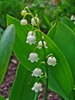 leaves and flowers