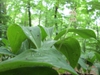 leaves and flowers