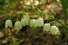 leaves and flowers