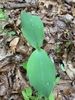 Leaves