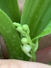Flower buds