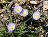 Convolvula tricolor