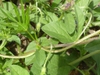 Convolvulus tricolor (Convolvulaceae) leaves