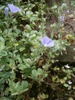 Convolvula tricolor