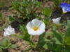 Convolvula tricolor