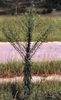 Conyza canadensis (L.)