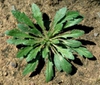 Conyza canadensis (L.)
