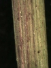 Conyza canadensis (L.)