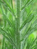 Conyza canadensis (L.)