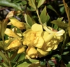 Clusters of double, tubular flowers.
