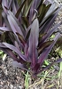 'Sparkling Burgundy' Form - June 7 - Wake Co., NC