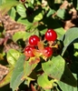 'Allgranduer Miracle Granduer' New Berries - November - Wake Co.