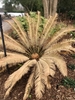 Center Form - Feb. 23 - Wake Co., NC