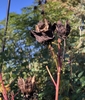 Seed pod, Wake Co. NC