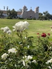 Flowers - Late Spring in Santabarbara, CA - Craven Co. EMGV, NC