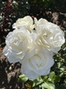 Flowers - Late Spring in Santabarbara, CA - Craven Co. EMGV, NC
