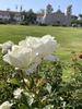 Flowers - Late Spring in Santabarbara, CA - Craven Co. EMGV, NC