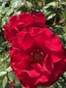 Flower C - Late Spring in Santabarbara, CA - Craven Co. EMGV, NC