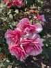 Flowers - Late Spring in Santabarbara, CA