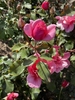 Buds/Lea - Late Spring in Santabarbara, CA
