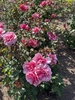 Form - Late Spring in Santabarbara, CA