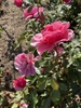 Flowers - Late Spring in Santabarbara, CA