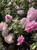 Flowers - Late Spring in Santabarbara, CA - Craven Co. EMGV, NC