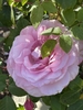 Flowers - Late Spring in Santabarbara, CA - Craven Co. EMGV, NC