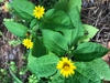 Leaves & Flowers - Craven Co., NC