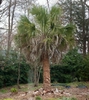 Form - March 6 - Mecklenburg Co., NC