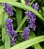 Flowers - September - Wake Co., NC