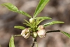 Buds & New Leaves - Early Spring - Wake Co., NC