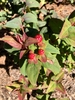 'Allgranduer Miracle Granduer' New Leaves - Novembe