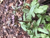 Flower/Buds/Leaves - March 17 - Wake Co., NC