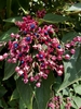 Leaves/Fruit - September - Wake Co., NC