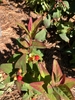 'Allgranduer Miracle Granduer' New flower/berries/buds - Novembe