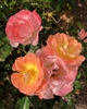Color variations