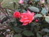 Coral 'Radral' Flower and bud