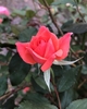 Coral 'Radral' Flower