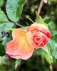 Bud