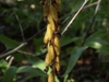 leaves and flowers