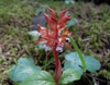 Stem and flowers