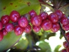 berries