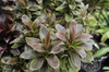 leaves