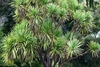 Large sparsely branched plant with rosettes of linear leaves.