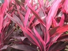 Broad, strappy leaves that are pink with green stripes.