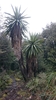 Native form