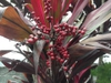 leaves and flowers