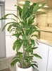 Potted plant with upright stem and strappy leave like corn.