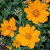 Coreopsis auriculate